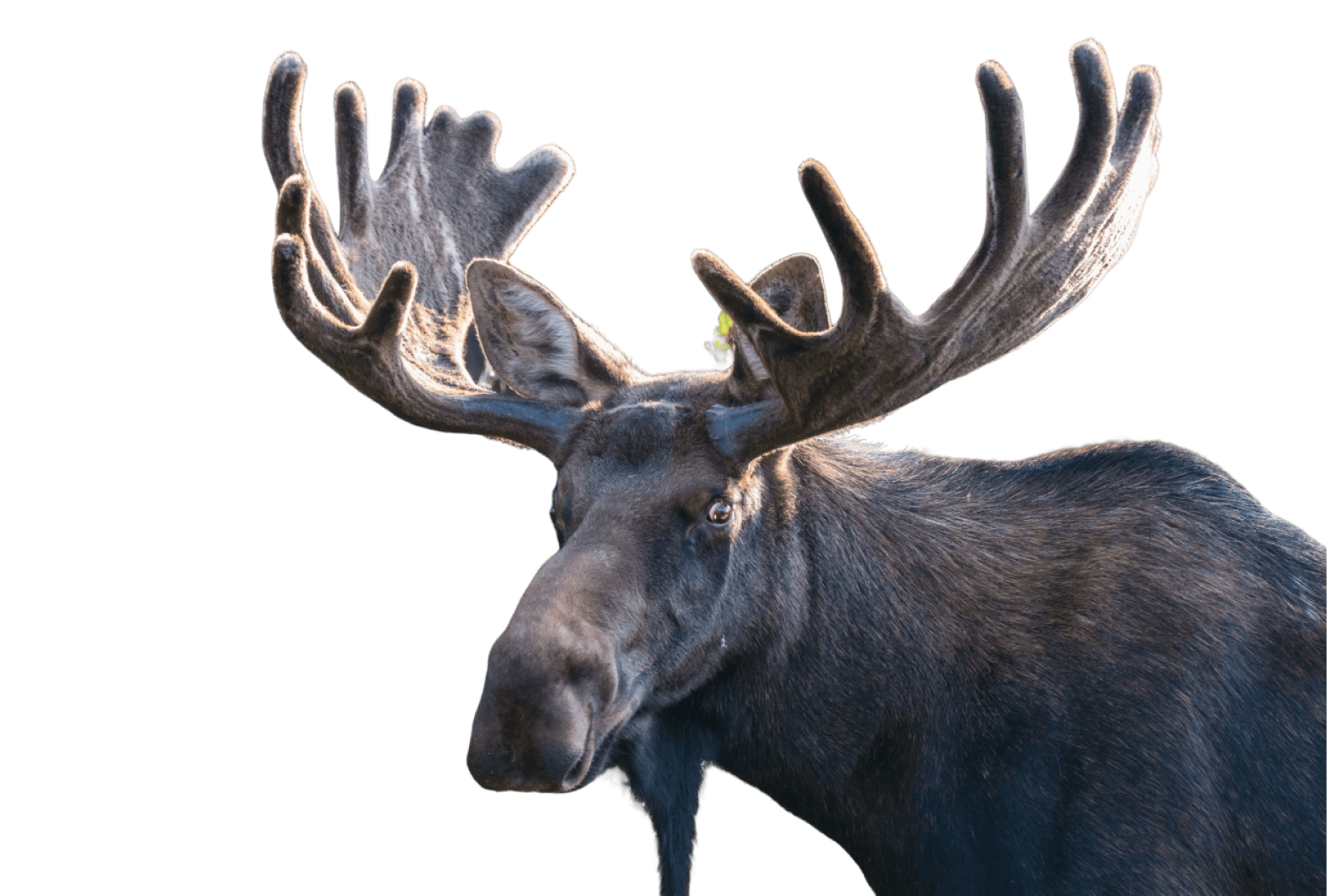 A majestic moose with large antlers.