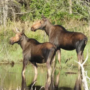 Two moose standing in shallow water near trees.