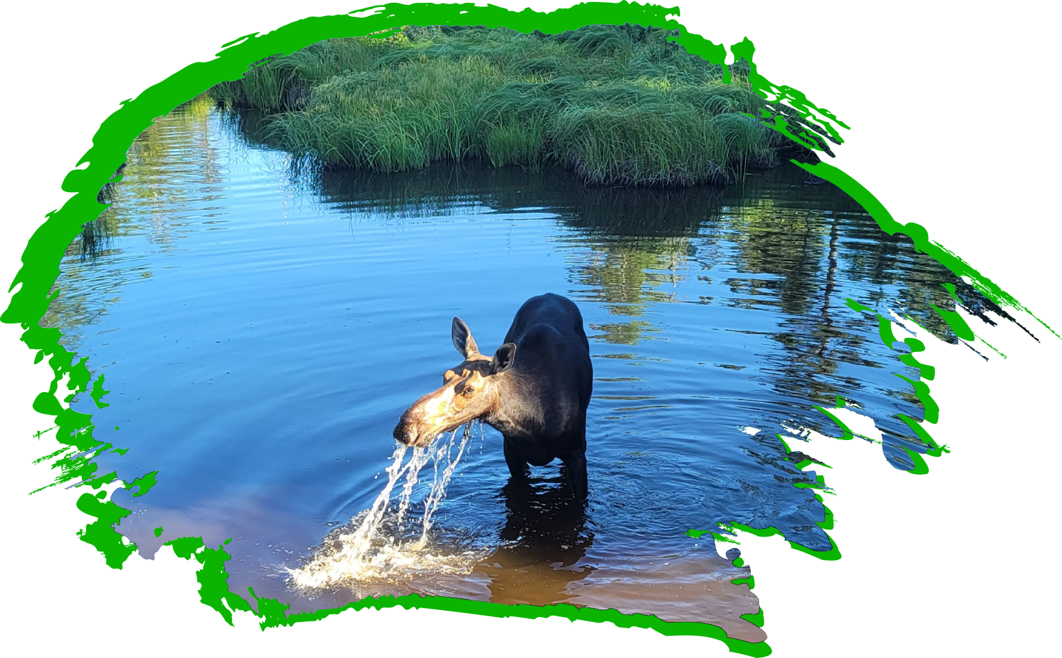 A moose is drinking water from the pond.