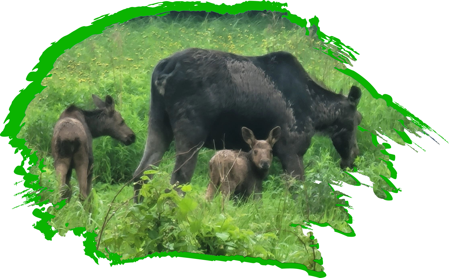 A group of animals that are in the grass.